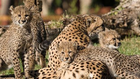 4 cheetah cubs move into exhibit at San Diego Zoo Safari Park - ABC7 Los Angeles