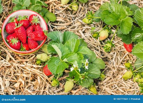 Organically Grown Strawberry Plants With Ripe Strawberries In China