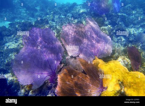 Gorgonian Sea Fan Purple Coral In Caribbean Underwater Stock Photo Alamy