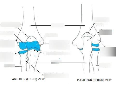 Elbow Diagram Diagram Quizlet