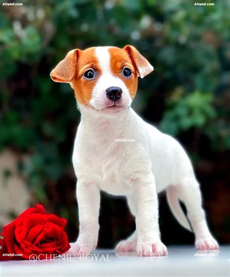 Chiot Jack Russell Afariat