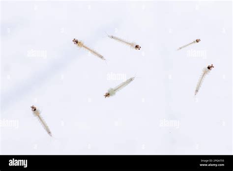 Aedes Aegypti Larvae In Water Stock Photo Alamy