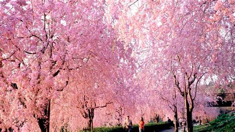 常陸風土記の丘のしだれ桜 開花状況や例年の見頃はいつ？ オモイデデポ 家族でお出かけ育児ブログ