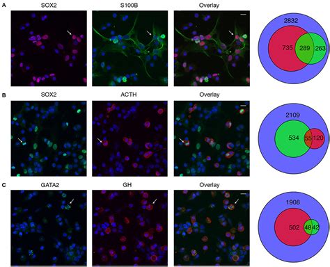 Frontiers Cell Type And Sex Dependent Transcriptome Profiles Of Rat