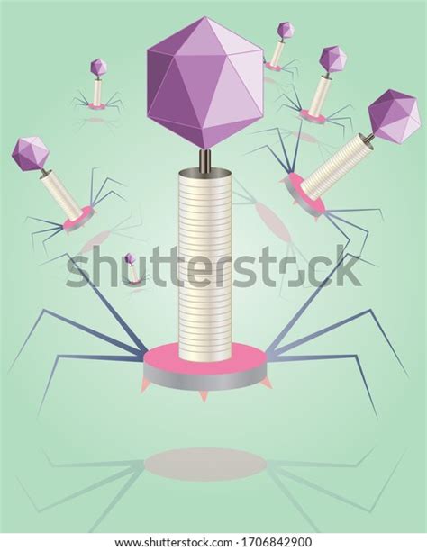 Structure Bacteriophage Bacteriophage Anatomy Vector Illustration