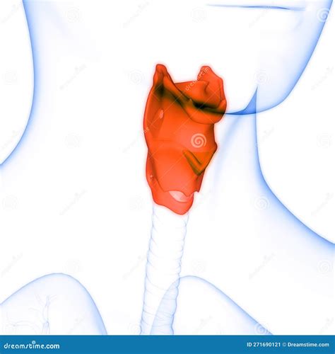 Human Internal Organs Respiratory System Larynx And Pharynx Anatomy