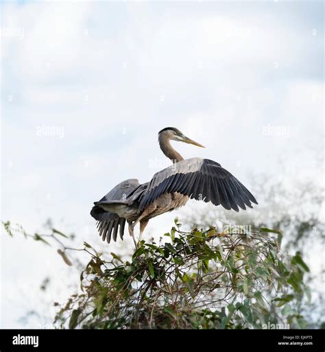 Great Blue Heron Spreading Wings Stock Photo - Alamy