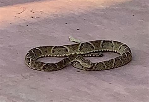 Crian A Picada No P Por Cobra Jararaca No Oeste De Sc Jr Regional