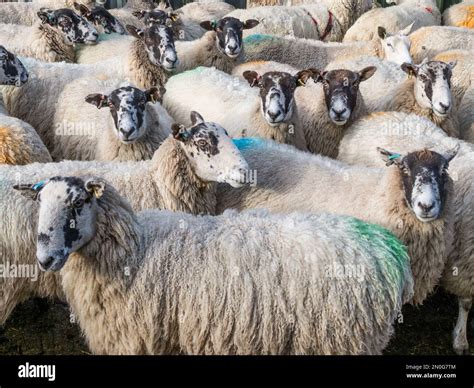 Flock Many Sheep Tight Herd Penned Looking Curious Following Gazing