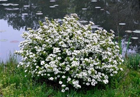 Walters Viburnum Viburnum Obovatum 20 Seeds Etsy Australia