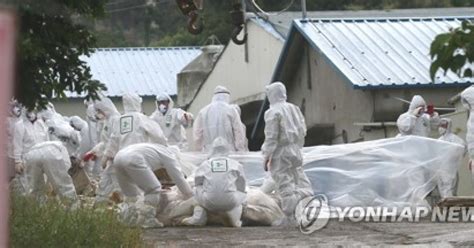 제주도 내년 2월까지 가축 전염병 특별방역 검사 확대