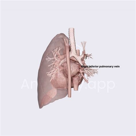 Pulmonary Veins External Anatomy Of The Heart Thorax Anatomy App