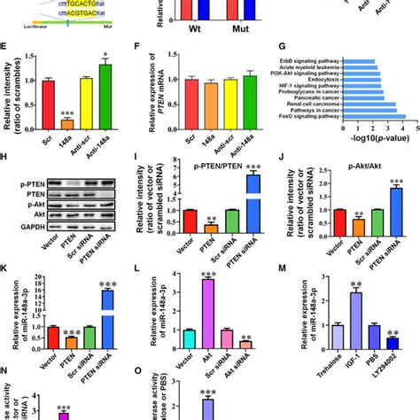 Mir 148a 3p Directly Targets Pten And Regulates The Pten Akt Creb