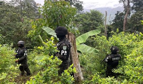 Erradican Extensas Plantaciones De Hoja De Coca En Yoro Y Olancho