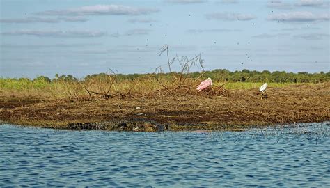 Myakka River Scene 1 Photograph By Sally Weigand Pixels