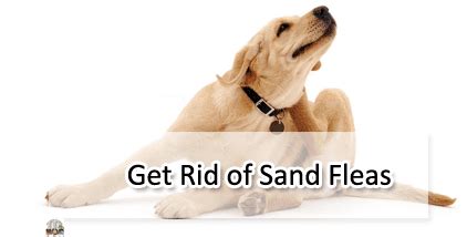 How to Get Rid of Sand Fleas on Dogs & Where Do Fleas Come From?