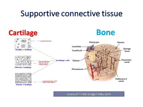 Fluid or liquid connective tissue: blood and lymph