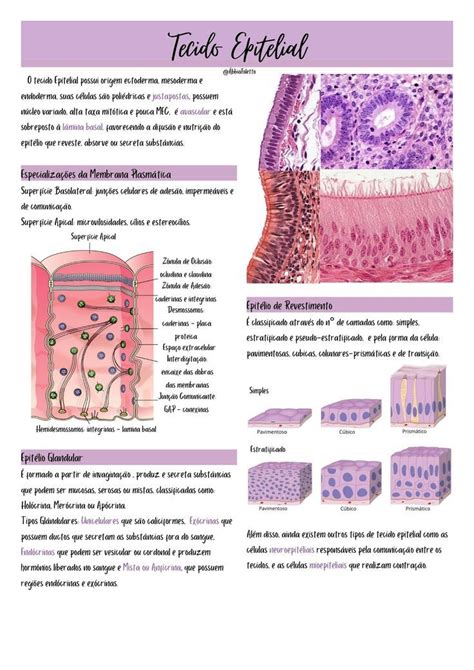 Biologia Histologia Tecidos Epitelial Histologia Tecido Epitelial Ficha