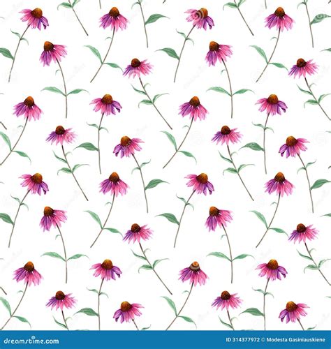 Watercolor Seamless Pattern With Herb Flower Coneflower Echinacea