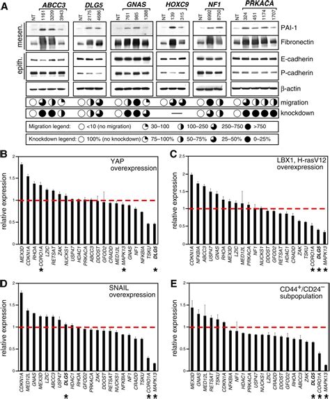 A Genome Wide Rnai Screen Identifies Multiple Rsk Dependent Regulators