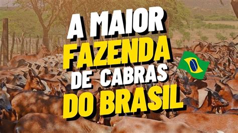 Maior Fazenda De Cabras Do Brasil YouTube