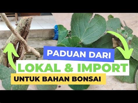 Cara Okulasi Atau Sambung Akar Waru Lokal Dengan Waru Jepang Bonsai