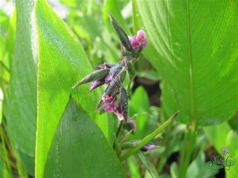 Thalia Dealbata Dwarf Suncoast Australia