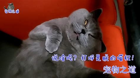 【宠物之道】主人晚上睡觉，被猫的呼噜声吵醒，看到公猫的睡姿，忍不住乐了 Youtube