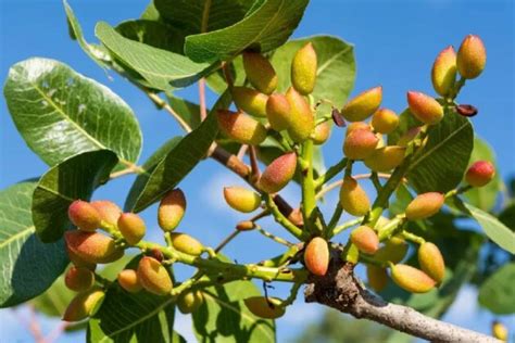 Cómo plantar pistachos en casa Plantateca