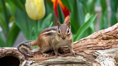 Effective WAYS To Get RID Of Chipmunks Quick GUIDE