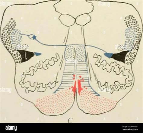 Corticobulbar Tract Cross Section