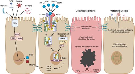 Frontiers Interferon Lambda In The Pathogenesis Of Inflammatory Bowel