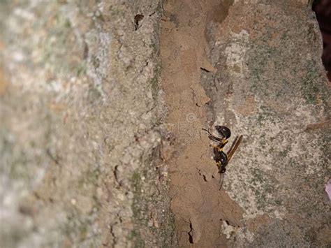 Mud wasp nest on the wall. stock image. Image of black - 279645187