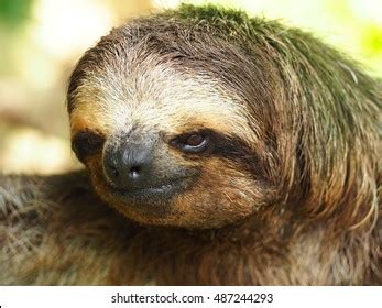 590 Sloth Panama Images, Stock Photos, 3D objects, & Vectors | Shutterstock