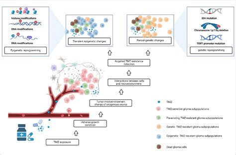 Figure From The Role Of Rna Modification In The Generation Of