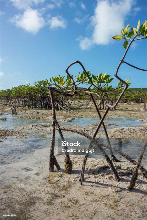 Tall Prop Roots Of A Red Mangrove Tree Stock Photo Download Image Now