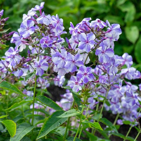 Phlox paniculata - Gzhel Russian Lady Garden Phlox - Sugar Creek Gardens