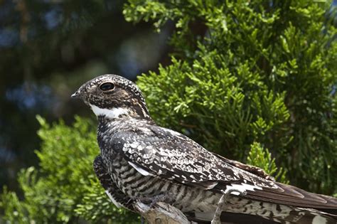 Common Nighthawk At Merritt Island National Wildlife Refuge Florida