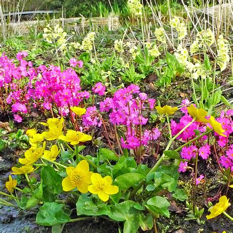 Bunter Frühling 100 Blühende Oase Speziell Für Feuchte Standorte