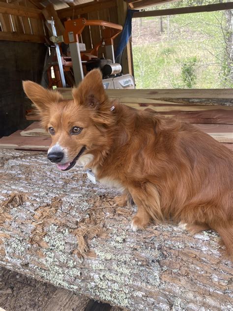 My cori/ long hair dachshund : r/corgi
