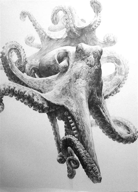 Realistic Octopus Tentacle Drawing Sketch The Wireframe For The Tentacles