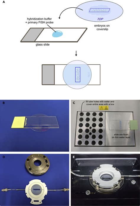 Primary Probe Hybridization (A) Schematic of primary probe ...