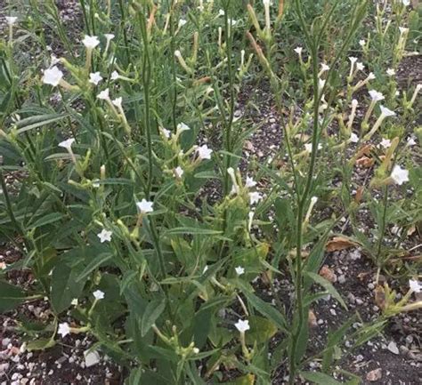 Tobacco, Coyote (Nicotiana attenuata), packet of 100 seeds | Strictly ...