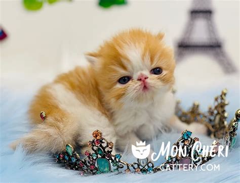 Characteristics Exotic Longhair Kittens Or Persian Kittens