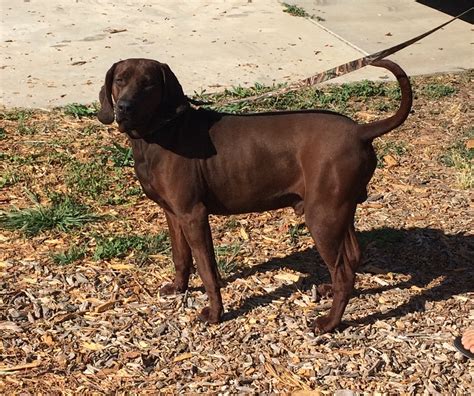 Redbone Coonhound Puppies For Sale | Ojai, CA #278007