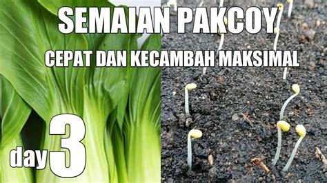 CARA SEMAI SAYUR PAKCOY CEPAT DAN SEHAT PUTRA KALISA GROUP BERKEBUN