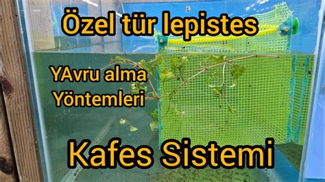 Zel T R Lepistesler In Kafes Sistemi Yavru Elde Etmenin P F