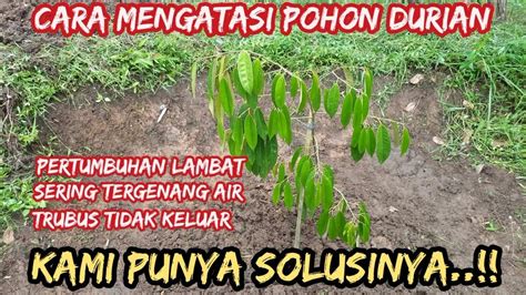 Cara Mengatasi Pohon Durian Yang Pertumbuhannya Terganggu Akibat