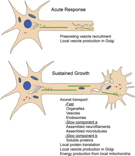 Intrinsic Control Of Axon Regeneration Neuron