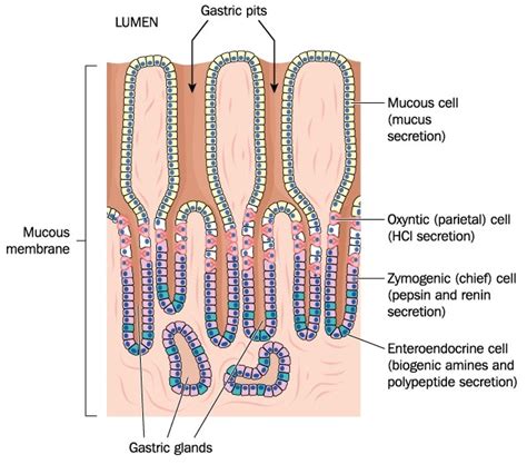 What Are Enteroendocrine Cells